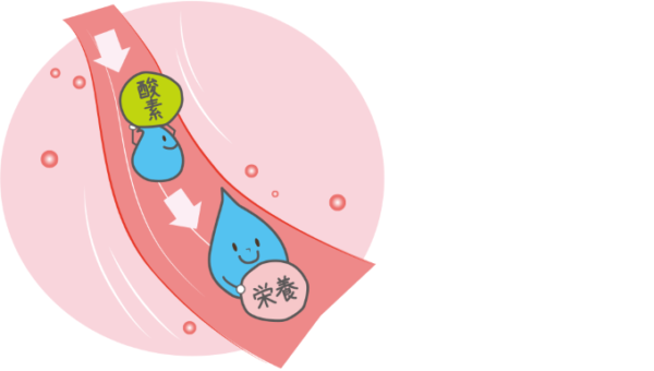水が身体にもたらす影響とは物質の運搬